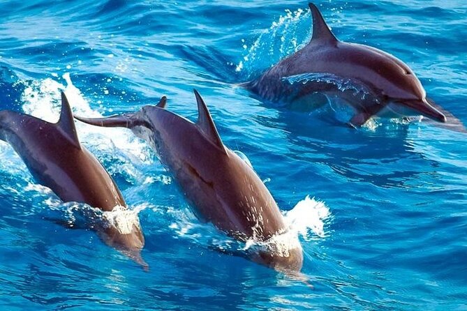 Mnemba Snorkeling Tour