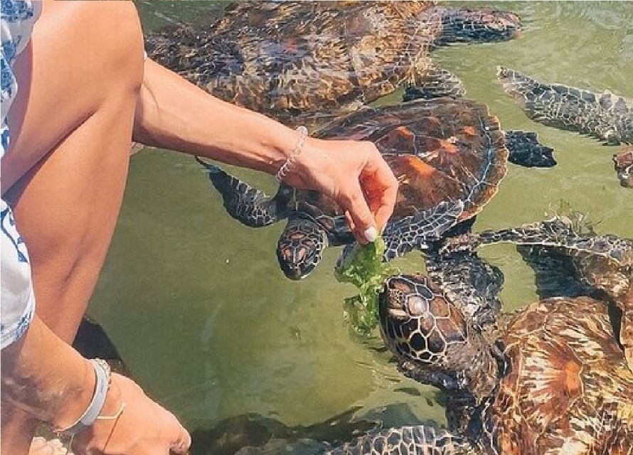 Nungwi Turtles Aquarium